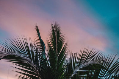 Low angle view of palm tree against sky