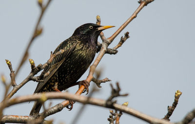 Low angle view of bird perching on branch against sky