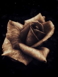 Close-up of flower over black background