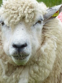 Sheep close-up