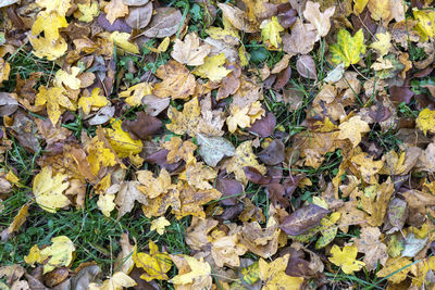 High angle view of dry leaves on land