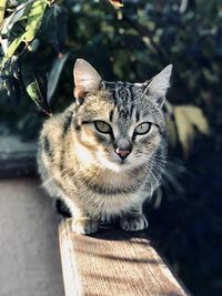 Portrait of tabby cat outdoors