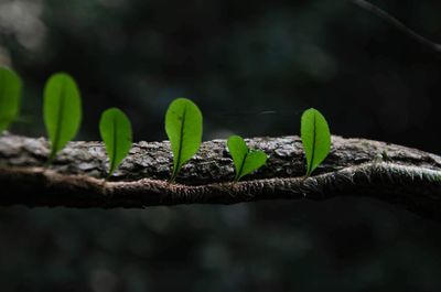 Close-up of plant growing outdoors