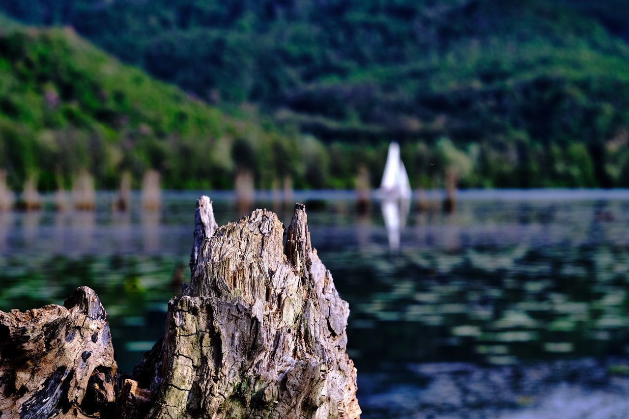 BIRD PERCHING ON WOODEN POST