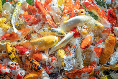 High angle view of koi carps swimming in sea