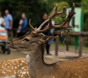 Close-up portrait of deer