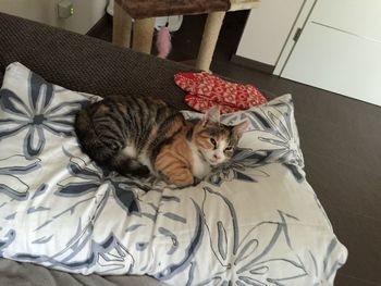 High angle view of cat resting on bed