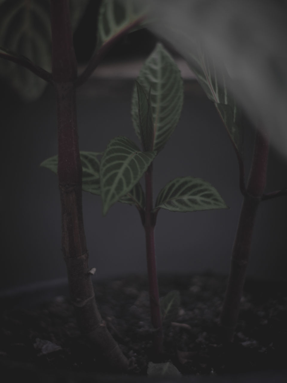 CLOSE-UP OF PLANTS