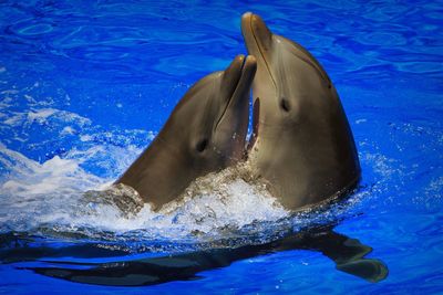 Close-up of dolphins emerging from blue water