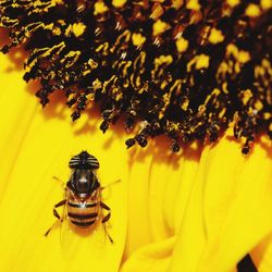 Close-up of bee on yellow flower