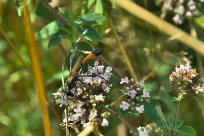 Close-up of bird perching on flower