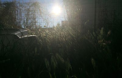 Sun shining through trees
