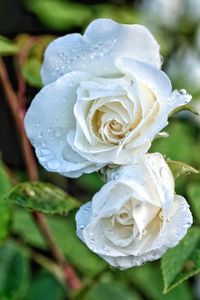 Close-up of white rose blooming outdoors