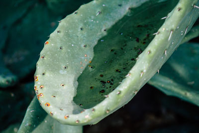 Close-up of succulent plants