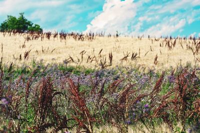 Scenic view of field against sky