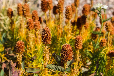 plant