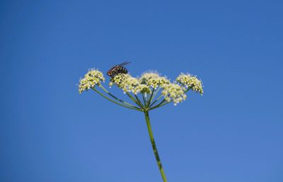 Low angle view of bee on flower against clear blue sky