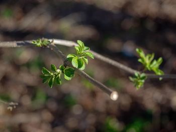 Close-up of small plant growing on field