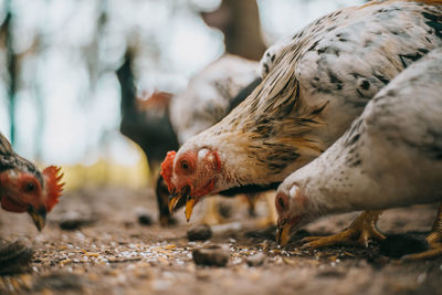 Close-up of birds on field