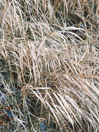 Close-up of dry grass on field