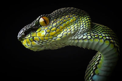 Close-up of snake over black background