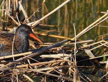 Close-up of bird perching on a plant