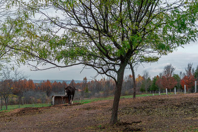 Trees on field