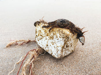 Close-up of dead fish on beach