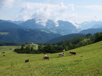 Sheep grazing in a field