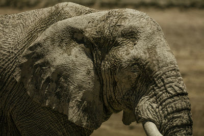 Close-up of elephant