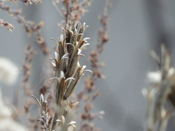 Close-up of wilted flower on field