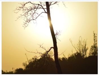 Silhouette of trees at sunset