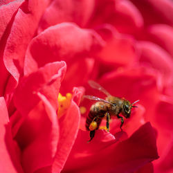 Close-up of bee pollinating on red flower