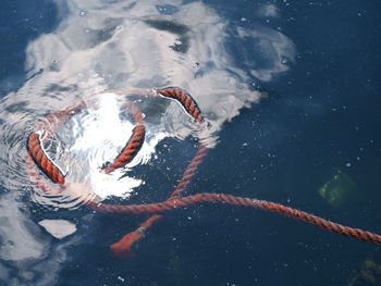 High angle view of rope floating on sea