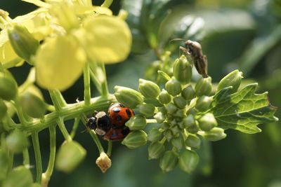 Close-up of ladybug on plant