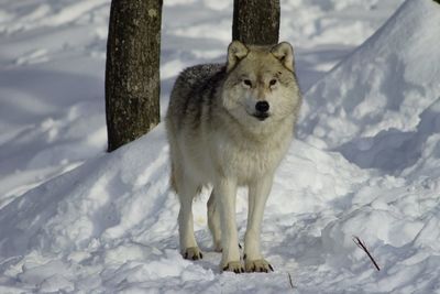 Portrait of white standing on snow field