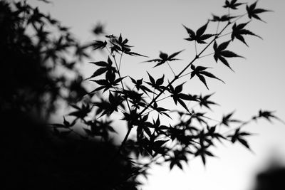 Close-up of tree against sky