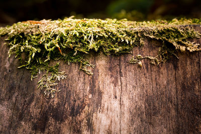 Close-up of moss growing on tree trunk