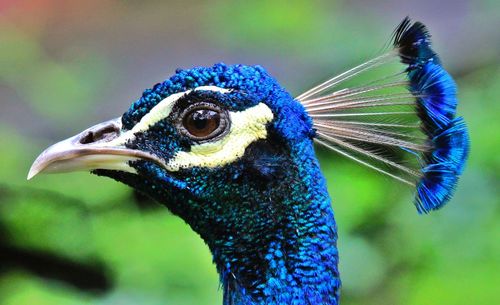 Close up of peacock