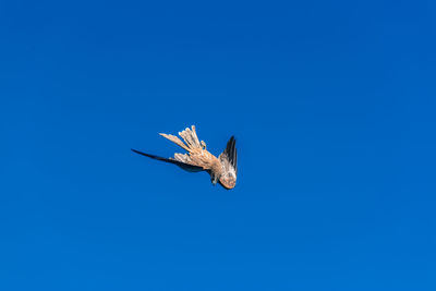 Low angle view of bird flying against clear blue sky