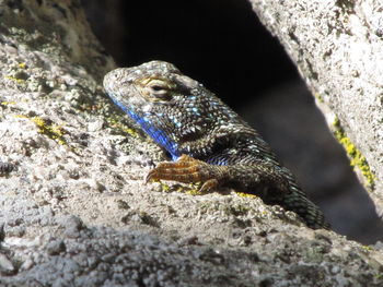 Close-up of a lizard on rock