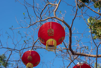Red chinese lanterns on the death tree, floating lanterns next to the dry twigs .