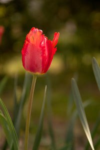 Close-up of red flower on field