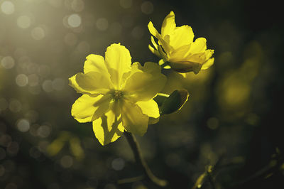 Close-up of yellow flowering plant