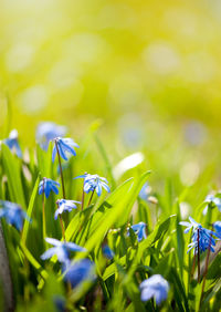 Close-up of purple flowers blooming outdoors