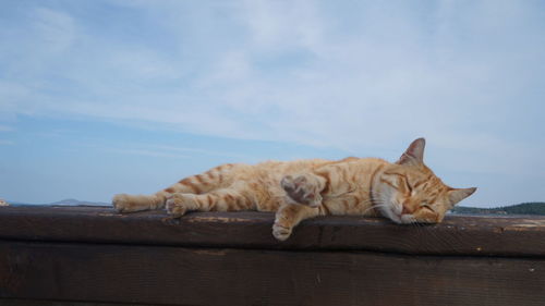 Cat sleeping on wood against sky