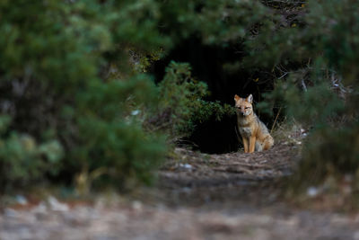 View of a fox on ground