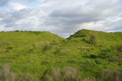 Scenic view of field against sky