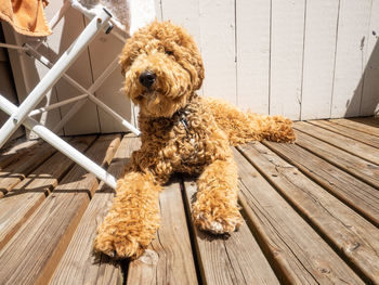 Portrait of dog relaxing on wooden floor