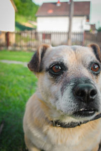 Close-up of dog looking away